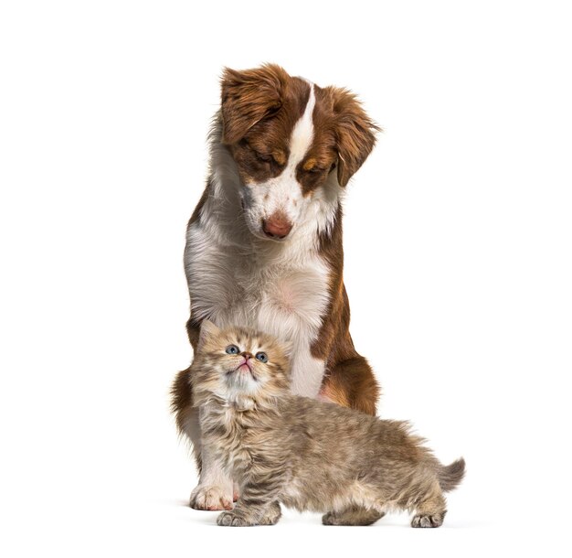 Gato e cachorro juntos na frente de fundo branco