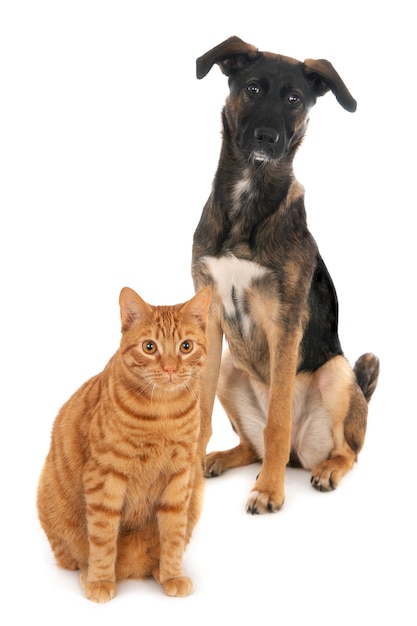 Foto gato e cachorro juntos no branco