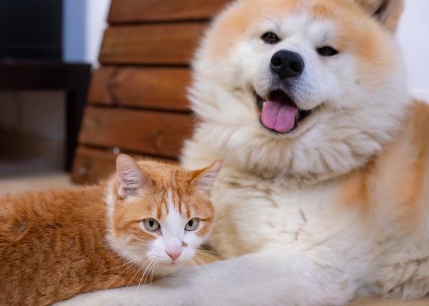 Gato e cachorro juntos no chão interior