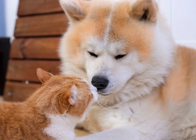 Gato e cachorro juntos no chão interior