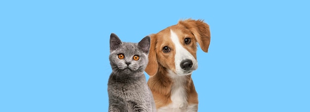 Gato e cachorro juntos olhando para a câmera no fundo azul