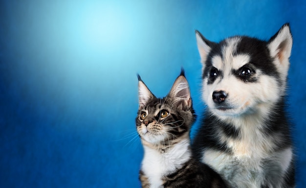 Gato e cachorro, maine coon, husky siberiano olha para a esquerda