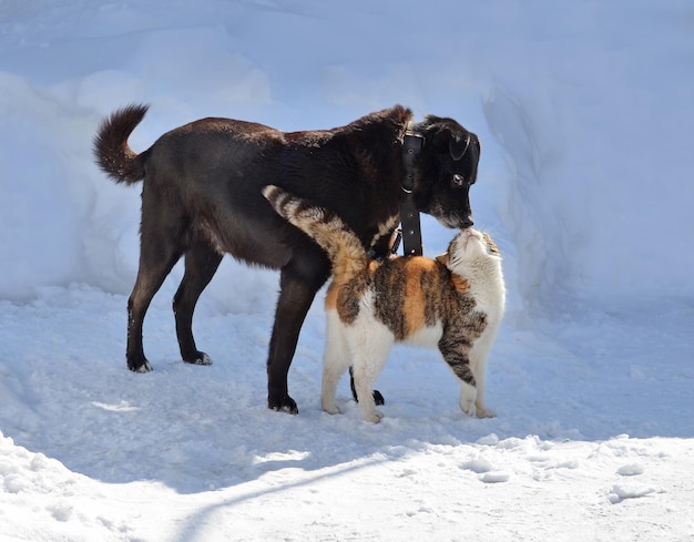 Gato e cachorro se beijando no inverno Cão e gato olhando um para o outro e se beijando Cão e um gato dando beijos