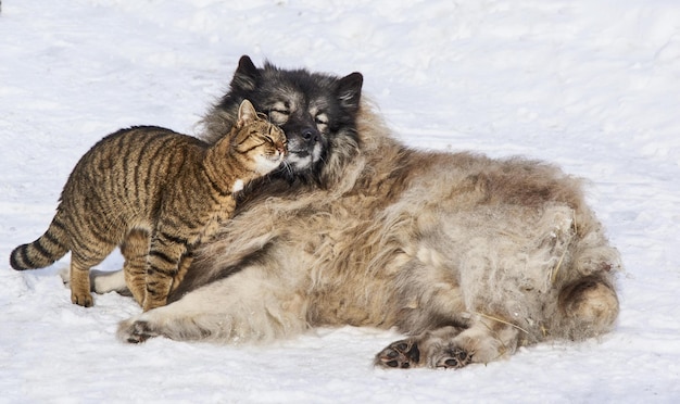 Gato e cão