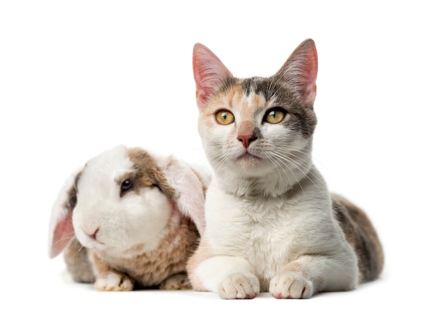 Gato e coelho em frente a uma parede branca