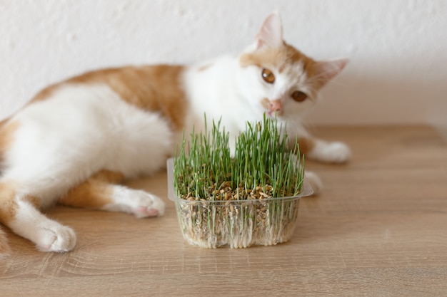 Foto gato e grama que você pode comer.