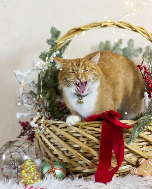 gato e natal natal decoração natal