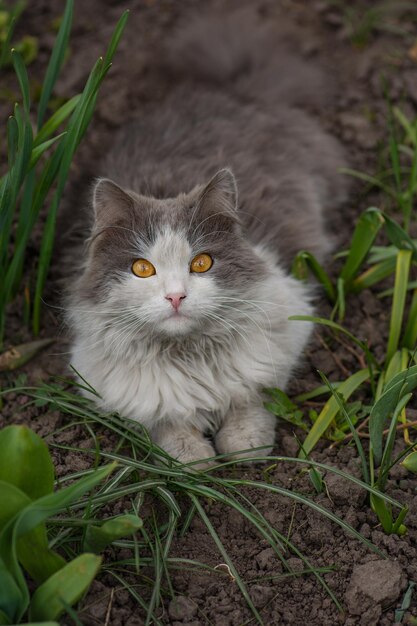 Gato e plantas gato com rabo fofo indo embora gato relaxando no jardim