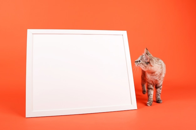 Foto gato e quadro vazio branco em fundo laranja