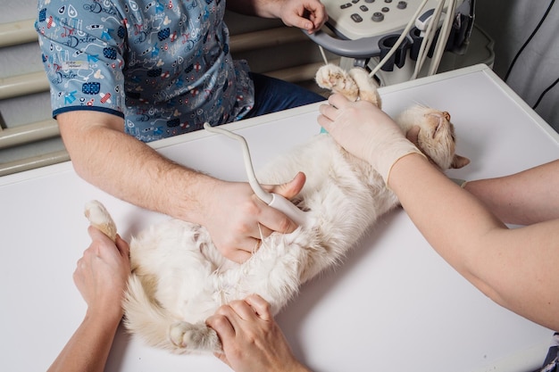 Gato con ecografía en el consultorio veterinario