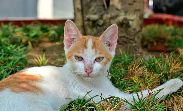 Gato egeu descansando em um parque