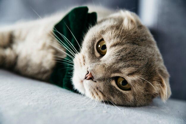 Gato elegante con pajarita