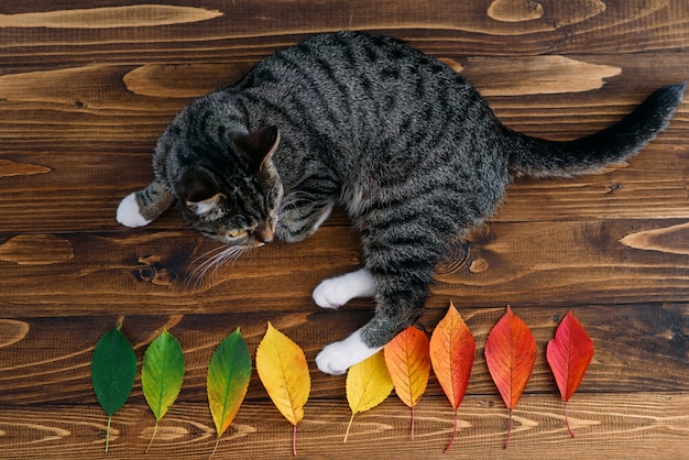 Gato em casa engraçado deitado sobre um fundo de madeira e brincando com folhas de outono