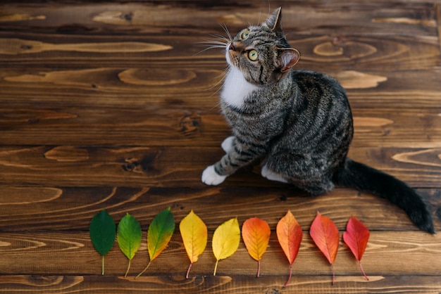 Gato em casa engraçado sentado sobre um fundo de madeira com folhas de outono. Animais de estimação adoráveis.