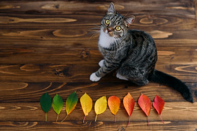 Foto gato em casa engraçado sentado sobre um fundo de madeira com folhas de outono e procurando a câmera. animais de estimação adoráveis.