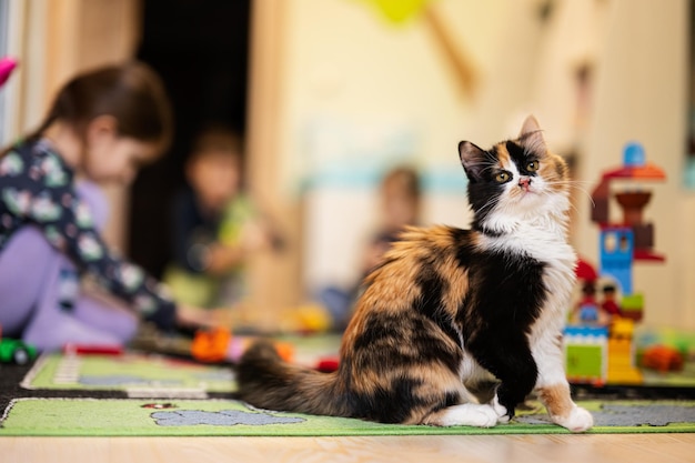 Gato em casa Gatinho de três cores