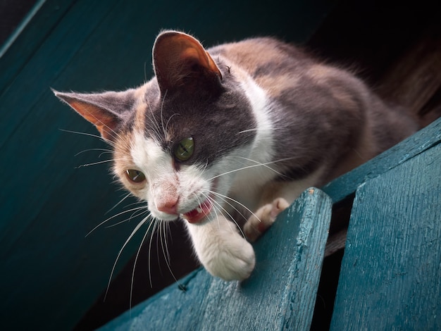 Gato em cima do muro.