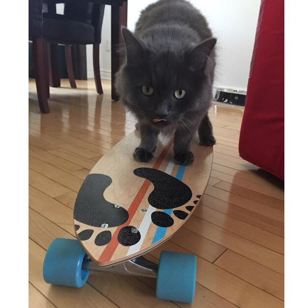 Foto gato em patins em casa