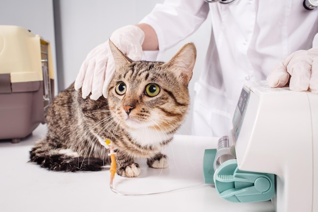 Gato em um conceito veterinário e animal de gotejamento