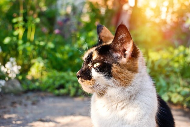 Gato em um jardim