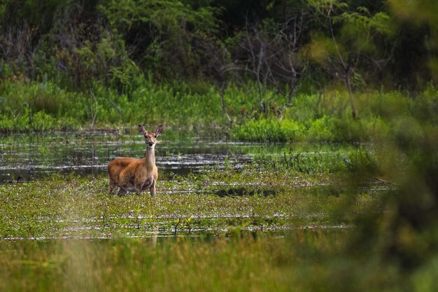 Gato em um lago na floresta