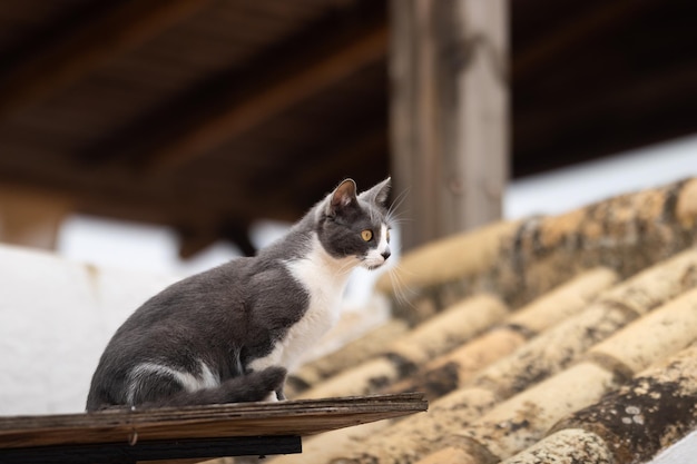 Gato em um telhado em casa