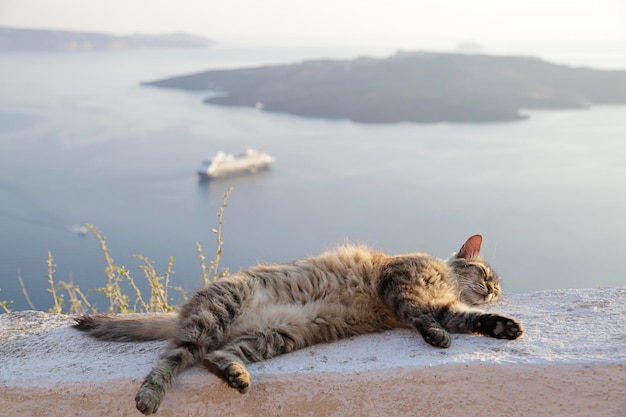 Gato em uma borda na cidade de fira com vista para o vulcão da caldeira e navios de cruzeiro santorini grécia