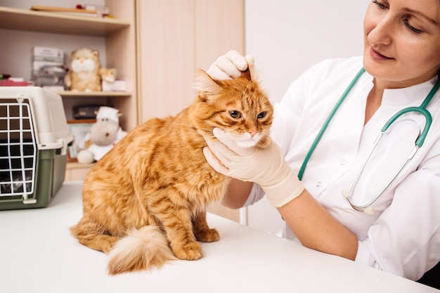 Gato em uma clínica veterinária