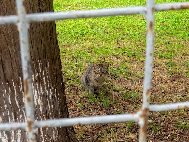 Gato em uma gaiola Animal atrás de uma cerca de treliça Gato na grama