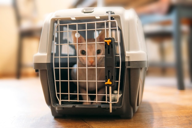 Gato em uma jornada de animal portador