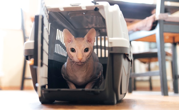 Foto gato em uma jornada de animal portador