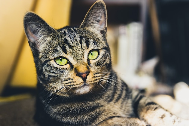 Gato em uma máscara protetora. Fique em casa Conceito do vírus COVID-19.