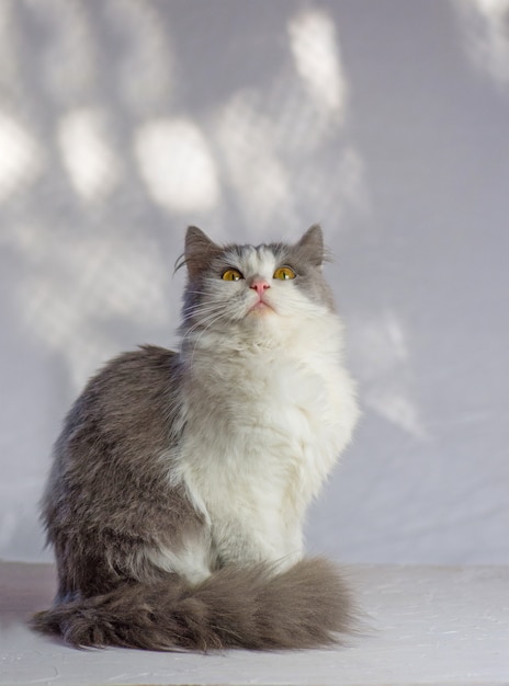 Gato em uma parede branca. adorável gato em casa. lindo gato cinzento branco bicolor. lindo gato cinzento e branco.