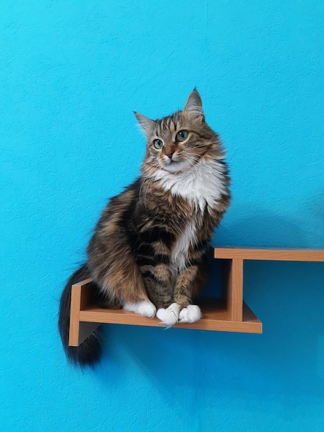 Foto gato em uma prateleira de madeira fechada