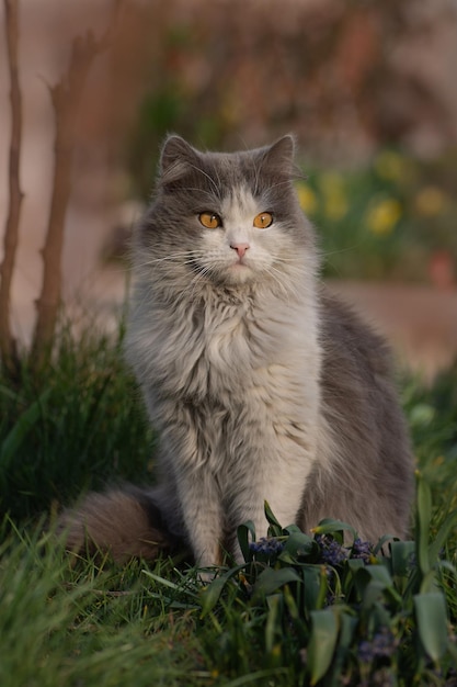 Gato emocional descansando en la hierba de primavera Gato gris en el jardín Gato disfruta de la primavera en el jardín Gato caminando en un hermoso jardín con flores