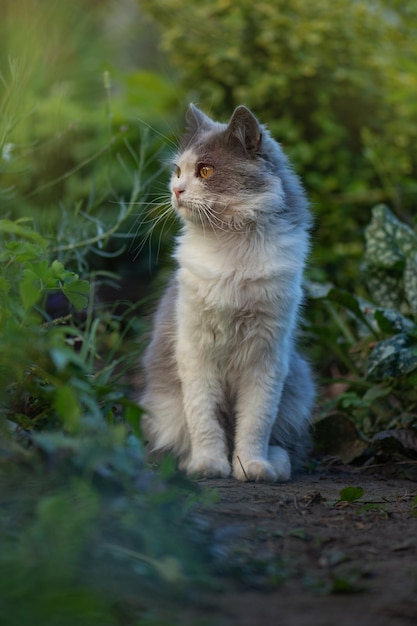 Gato emocional descansando en la hierba de primavera Gato gris en el jardín Gato disfruta de la primavera en el jardín Gato caminando en un hermoso jardín con flores