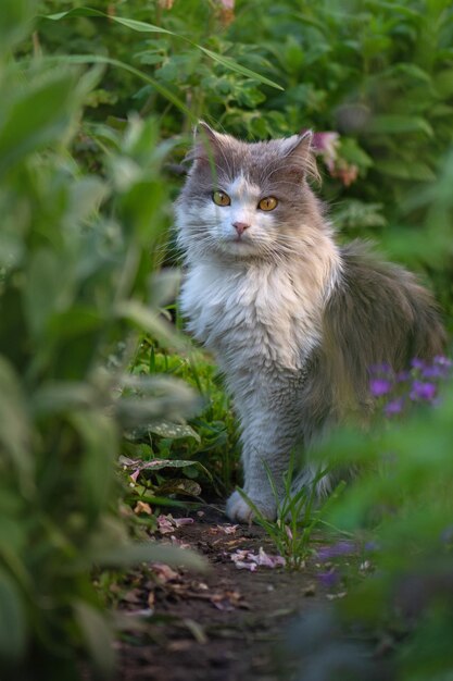 Gato emocional descansando na grama da primavera Gato cinza no jardim Gato aproveita a primavera no jardim Gato andando em um belo jardim com flores