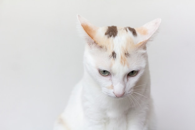 El gato empieza a molestarme. Las observaciones desde sus oídos indican una señal que no le gusta.