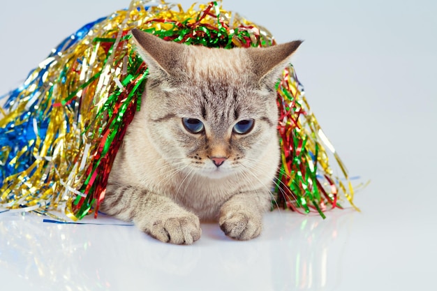 Gato encogido con oropel navideño