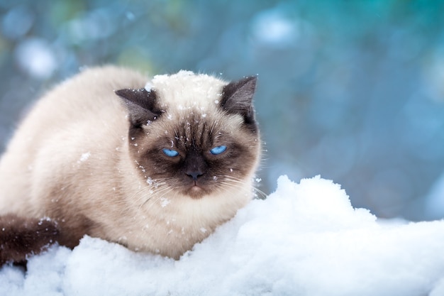 Gato encolhido de medo na neve, sentado no monte de neve