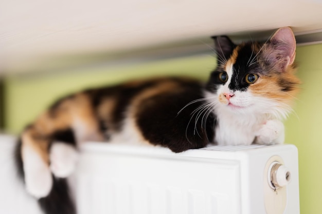 Gato encontra-se em um radiador de aquecimento em um dia frio