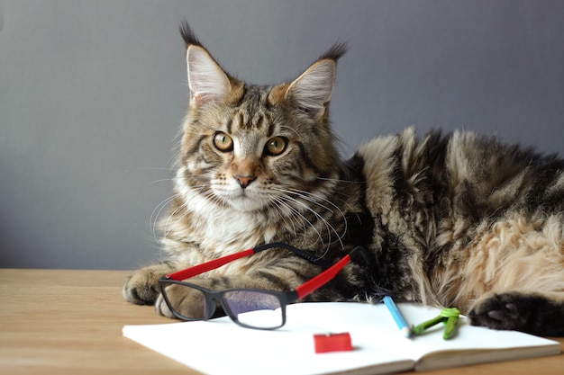 Gato encontra-se em uma mesa de madeira com um caderno aberto e óculos