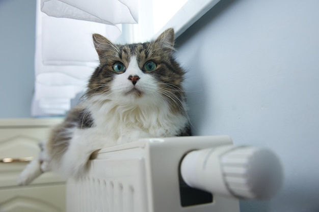 Gato encontra-se na bateria em um dia frio em alta qualidade