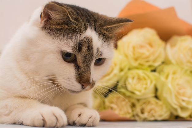 Foto el gato se encuentra cerca de un ramo de rosas claras.