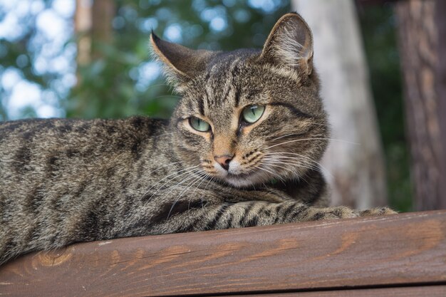 El gato se encuentra en la valla.