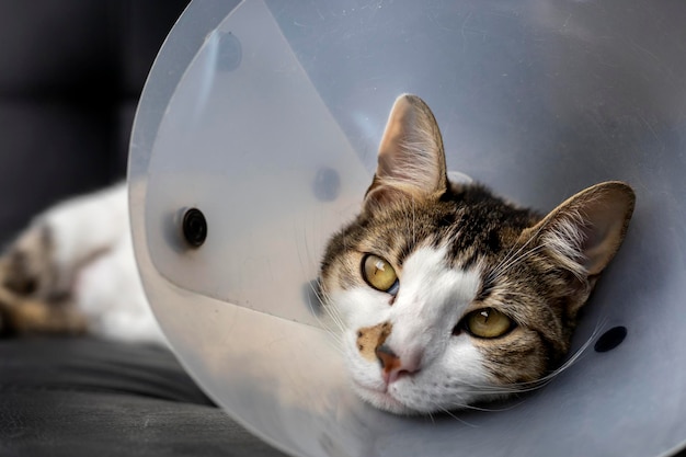 Gato enfermo con un collar de plástico en la cabeza para evitar que el gato se lama una herida