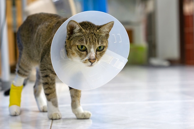 Gato enfermo con cono veterinario en la cabeza para proteger al gato de lamer una herida.