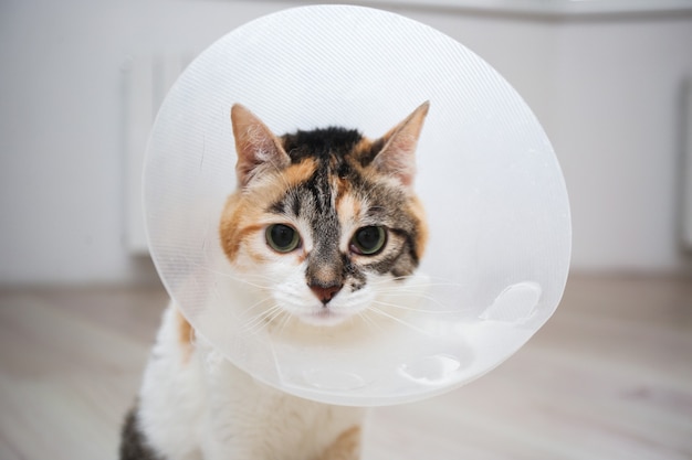 Gato enfermo con cono veterinario o collar de cono de plástico en la cabeza para proteger al gato de lamer una herida