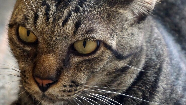 El gato se enfoca en los ojos y la cara.