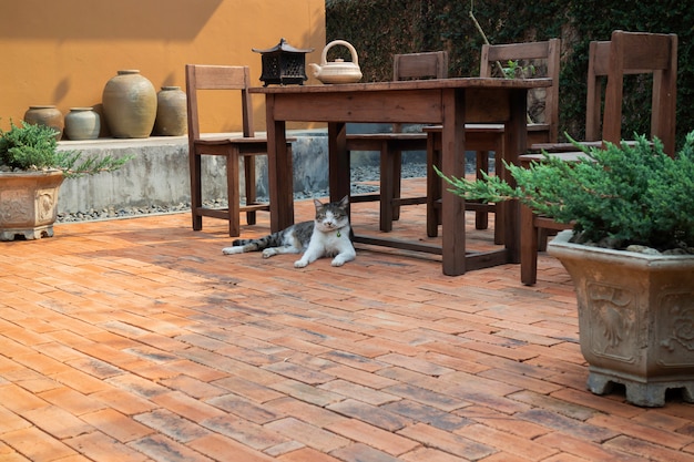 Gato enfriado sobre fondo de piso de ladrillo